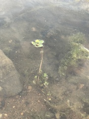 Ludwigia peploides glabrescens