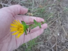 Grindelia lanceolata