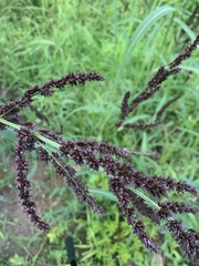 Echinochloa muricata