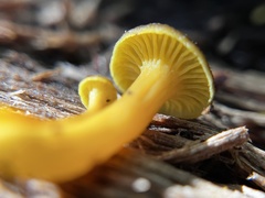 Craterellus tubaeformis