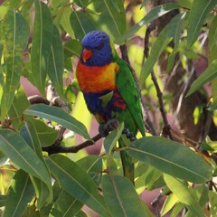 Trichoglossus moluccanus