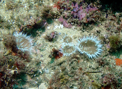 Anthothoe albocincta