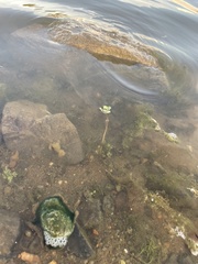 Ludwigia peploides glabrescens