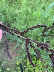 Echinochloa muricata