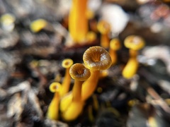 Craterellus tubaeformis
