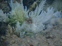 Acropora