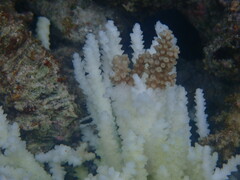 Acropora