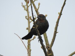Chrysomus ruficapillus