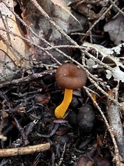 Craterellus tubaeformis