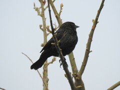 Chrysomus ruficapillus