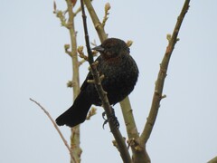 Chrysomus ruficapillus