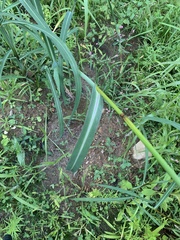 Echinochloa muricata