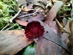 Corybas diemenicus