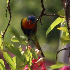 Trichoglossus moluccanus