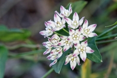 Funastrum cynanchoides