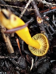 Craterellus tubaeformis
