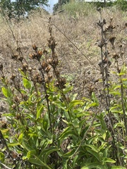 Penstemon cobaea