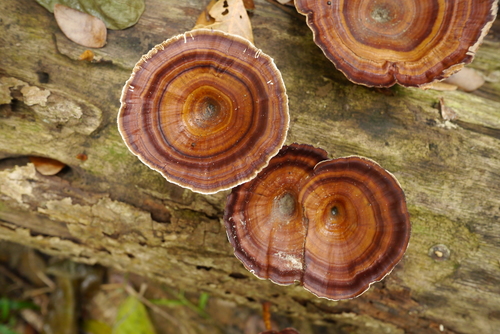 Microporus xanthopus image