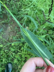 Echinochloa muricata