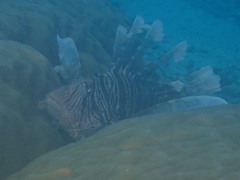 Pterois volitans