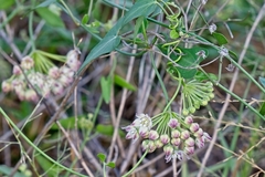 Funastrum cynanchoides