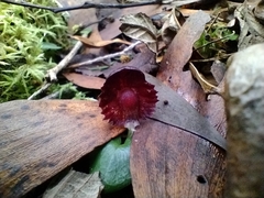 Corybas diemenicus