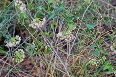 Funastrum cynanchoides
