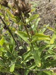 Penstemon cobaea