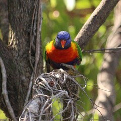 Trichoglossus moluccanus