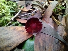 Corybas diemenicus