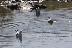 Chroicocephalus novaehollandiae novaehollandiae