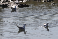 Chroicocephalus novaehollandiae novaehollandiae