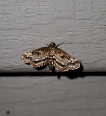 Parapoynx obscuralis