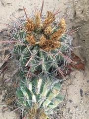 Ferocactus townsendianus