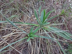 Yucca arkansana