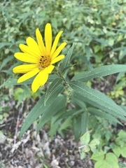 Helianthus divaricatus