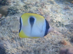 Chaetodon unimaculatus