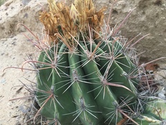 Ferocactus townsendianus