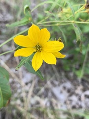 Coreopsis major
