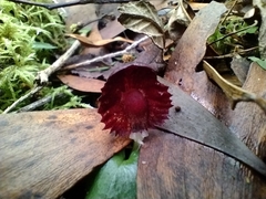 Corybas diemenicus