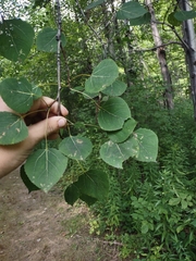Populus tremuloides