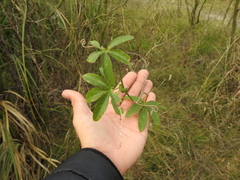 Passiflora caerulea