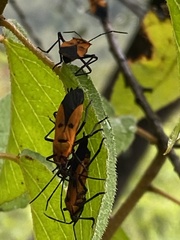 Oncopeltus varicolor