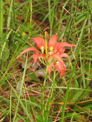Lilium catesbaei