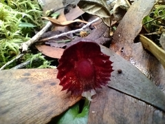 Corybas diemenicus
