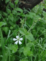 Stellaria chilensis