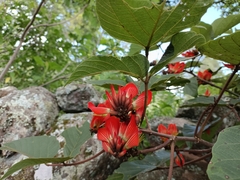 Erythrina breviflora