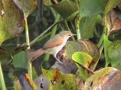 Certhiaxis cinnamomeus