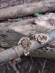 Trametes conchifer