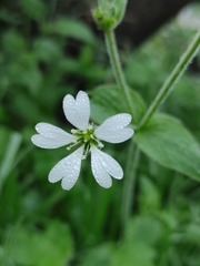 Stellaria chilensis